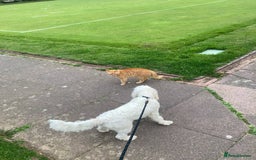 Cockapoo dogs for sale: Beloved Cockapoo Bubble for sale - Advert 15