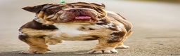 English Bulldog dogs for stud: Finest English Bulldog Stud – Proven Gem - Advert 1
