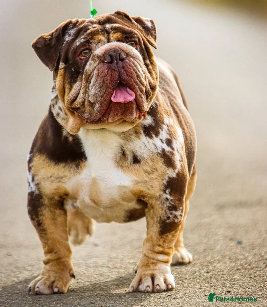 English Bulldog dogs for stud: Finest English Bulldog Stud – Proven Gem - Advert 1