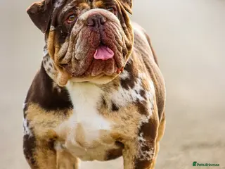 English Bulldog dogs Finest English Bulldog Stud – Proven Gem - Advert 12