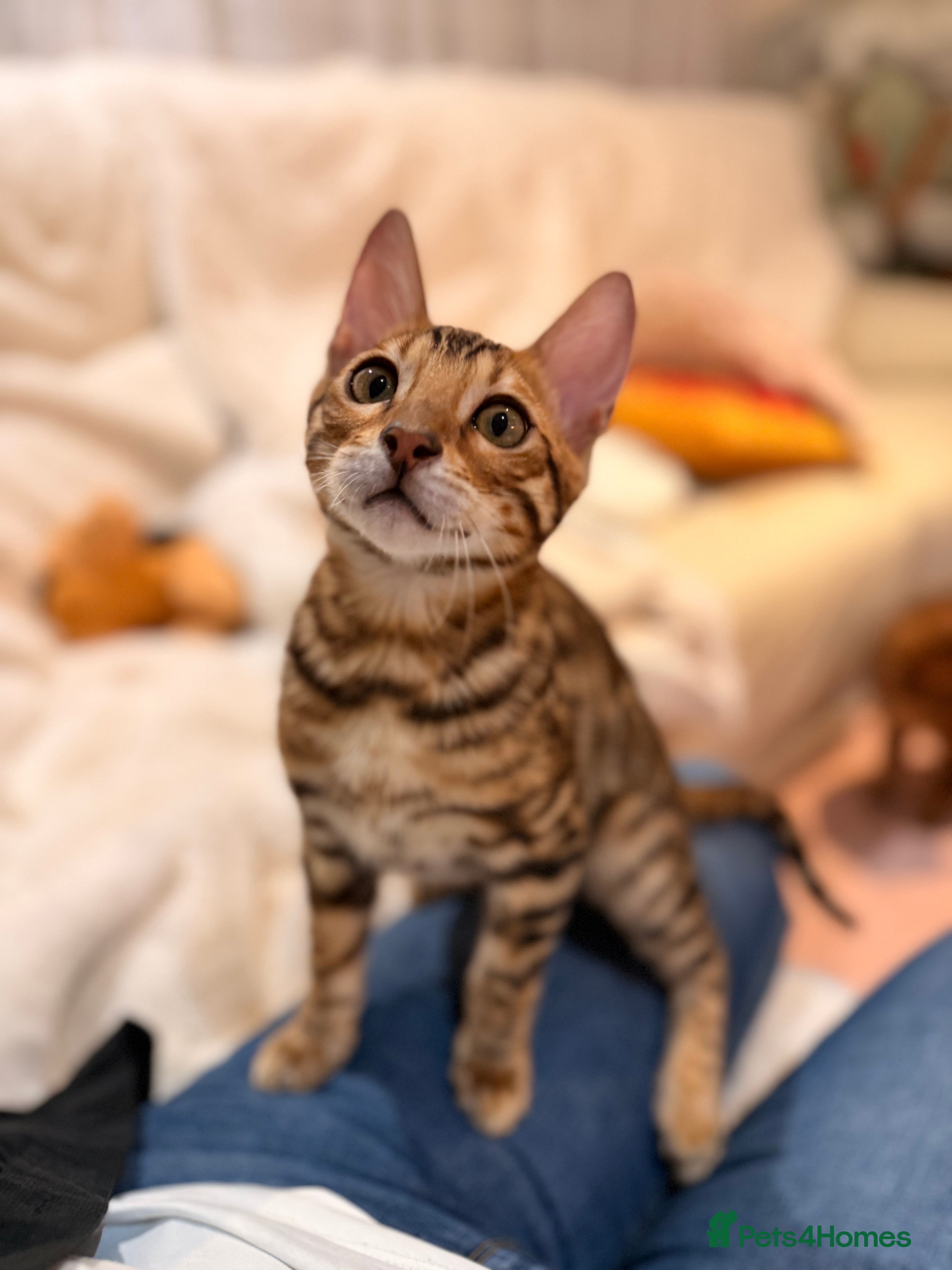Bengal cats Champion bloodline Bengal kittens ready NOW  - Advert 3