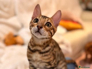 Bengal cats Champion bloodline Bengal kittens ready NOW - Advert 6