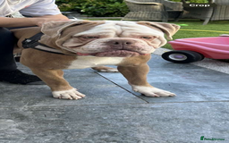 Old Tyme Bulldog dogs for sale: Snoopy  - Image 3