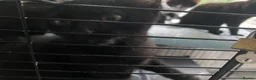 Mixed Breed cats for sale: One male one female - Advert 2