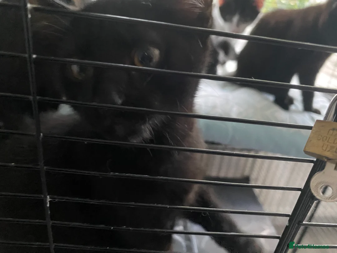 Mixed Breed cats for sale: One male one female - Advert 2