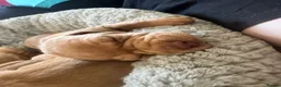 Hungarian Vizsla dogs for sale: Crufts Best in Show & Elite working Bloodlines - Advert 21
