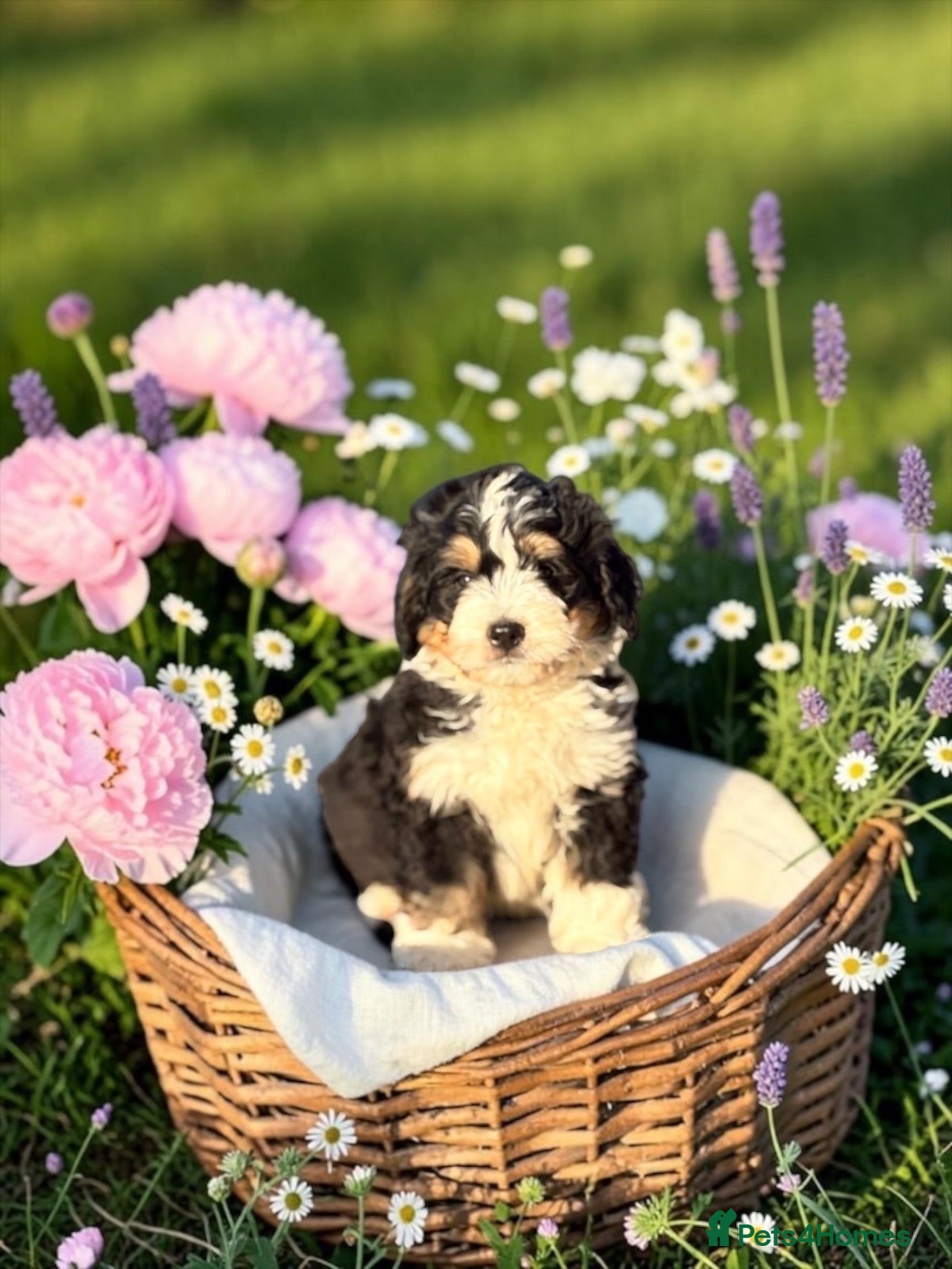 Bernedoodle dogs 2 medium size bernedoodle puppies boys - Advert 1
