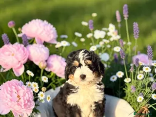 Bernedoodle dogs 2 medium size bernedoodle puppies boys - Advert 1