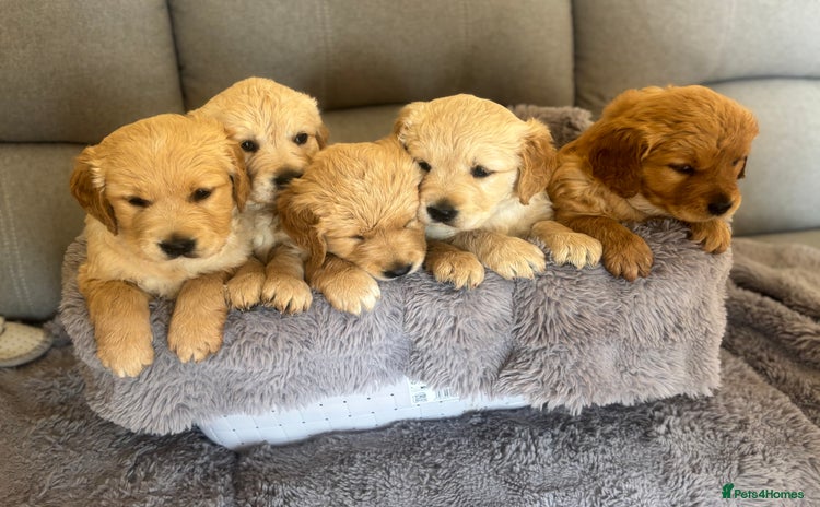 Golden Retriever dogs - Advert 1