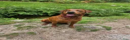 Labrador Retriever dogs for sale: KC Fox Red Labrador Puppies in Tavistock - Advert 6