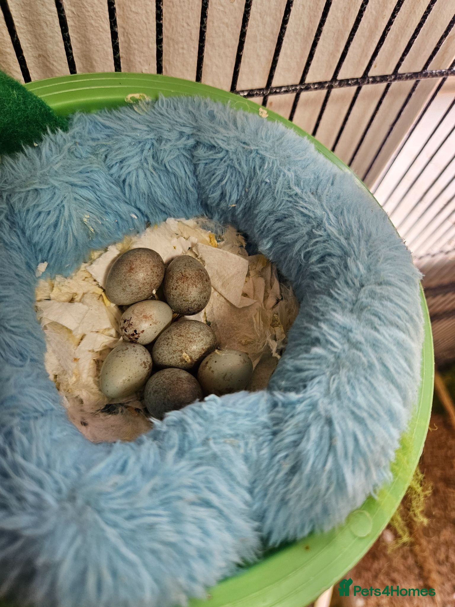 Canaries birds Baby Canaries for sale - Advert 4