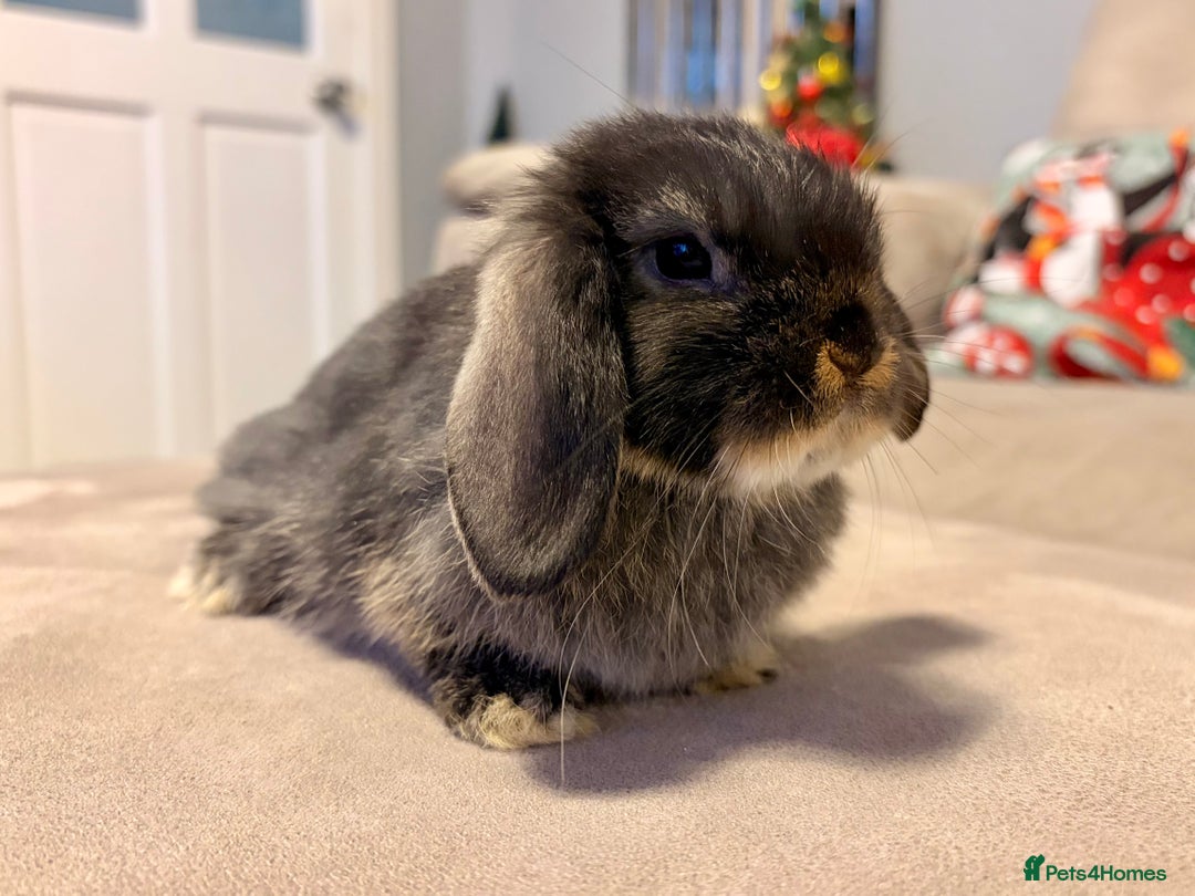 Mini Lop rabbits for sale: Pure Mini Lop Rabbits - Advert 2