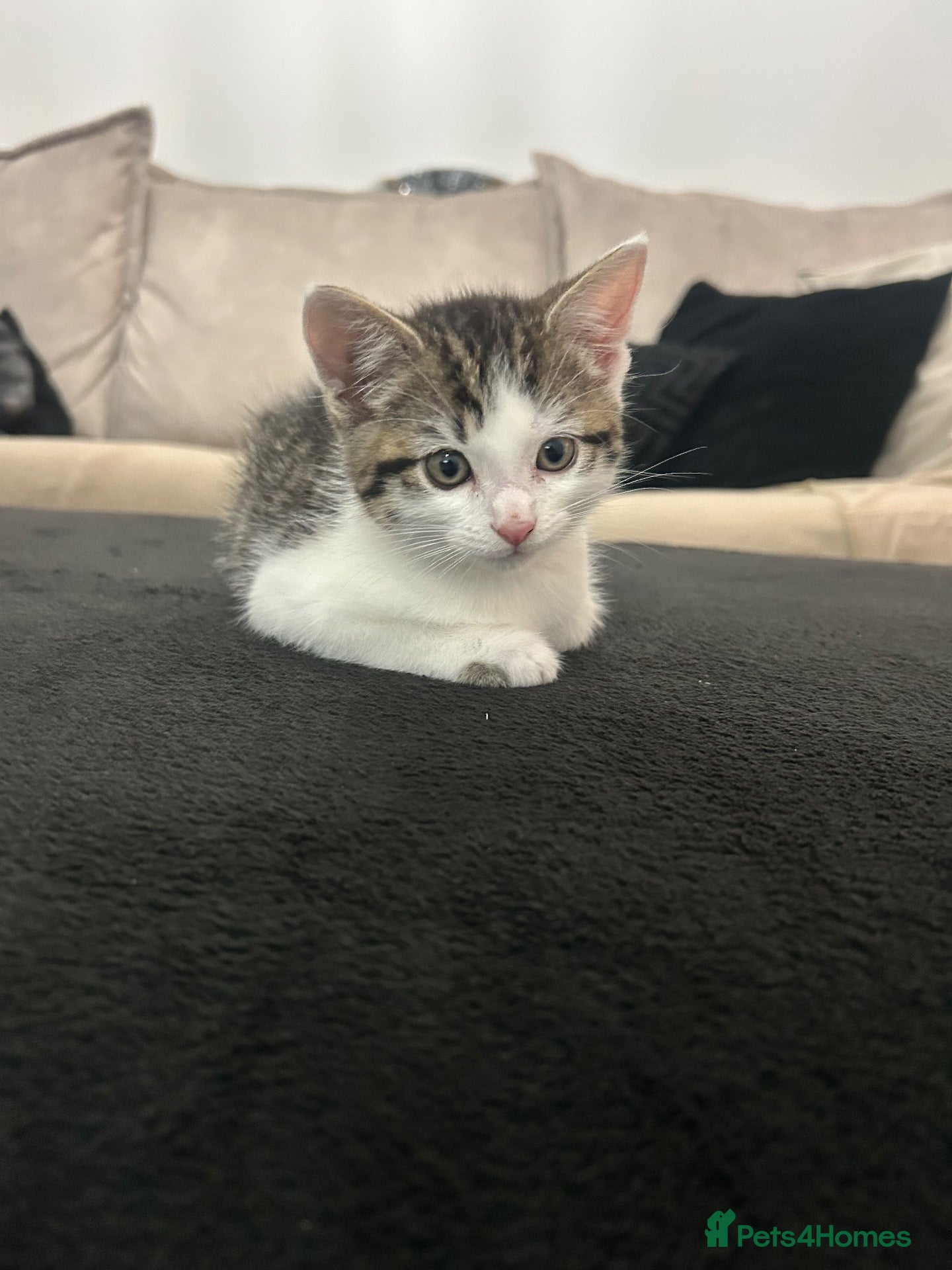 Domestic Shorthair cats for sale: Percy  - Advert 14