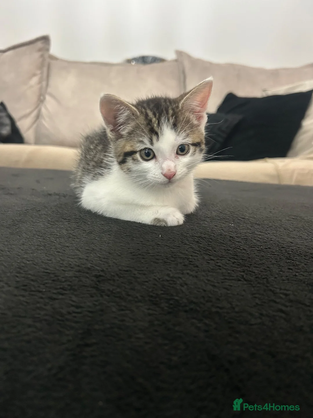 Domestic Shorthair cats for sale: Percy  in Hull - Advert 1