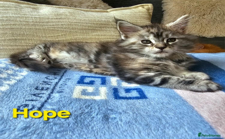 Maine Coon cats - Advert 1