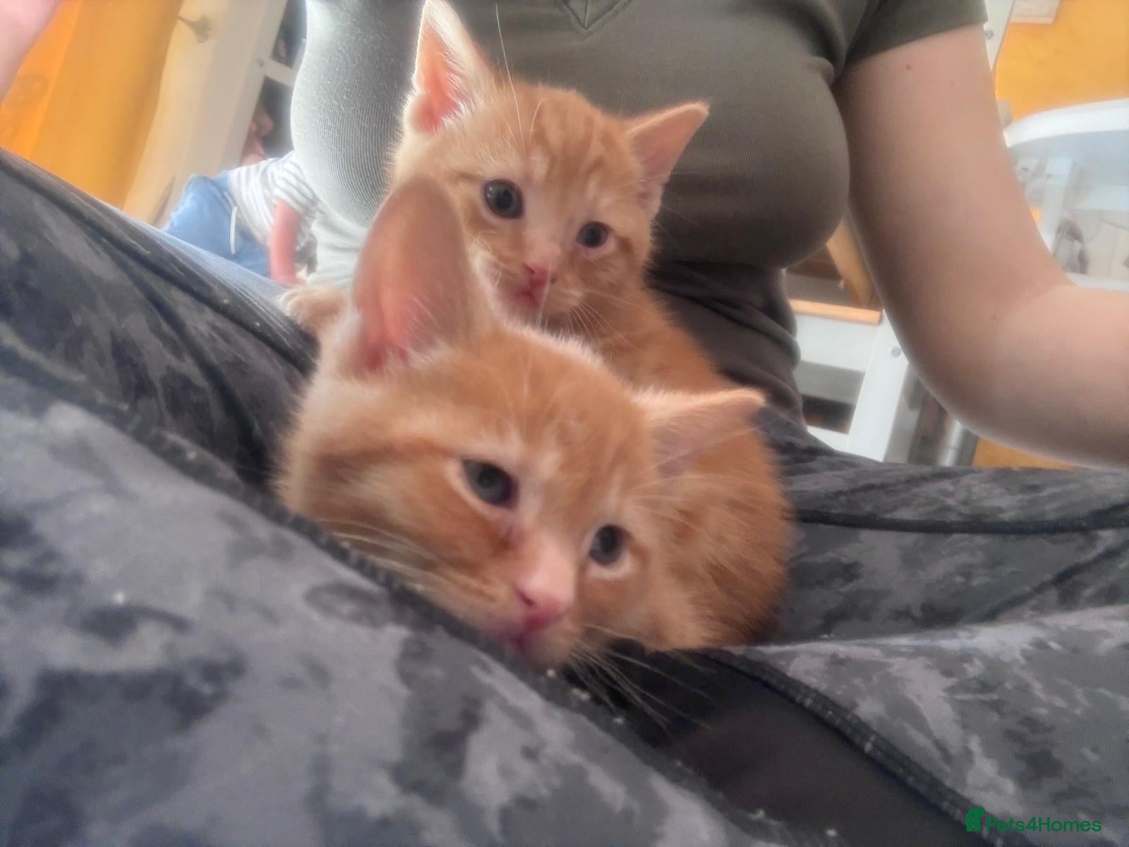 Mixed Breed cats Cute kittens - Advert 5