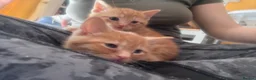 Mixed Breed cats for sale: Cute kittens in Doncaster - Advert 1