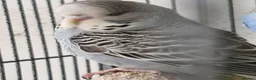 Budgerigars birds for sale: 3 Baby Budgies-ready now - Advert 6