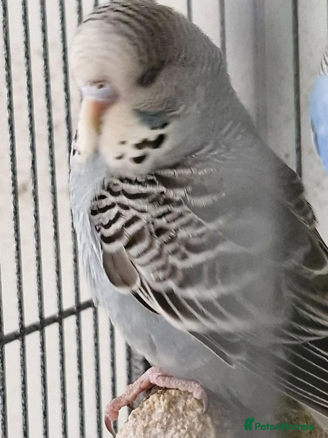 Budgerigars birds for sale: 3 Baby Budgies-ready now - Advert 6