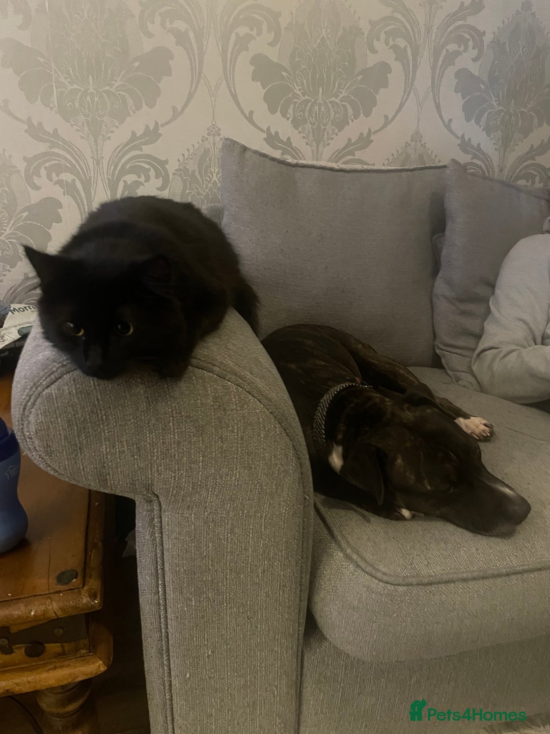 Mixed Breed dogs for sale: Staffy cross looking for a loving home  - Advert 5