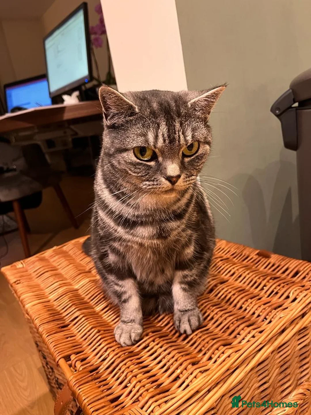 British Shorthair cats for sale: Silver tabby adult female  in Leatherhead - Advert 5