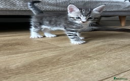 Maine Coon cats for sale: 3/4 mainecoon kittens polydactyl  - Image 12