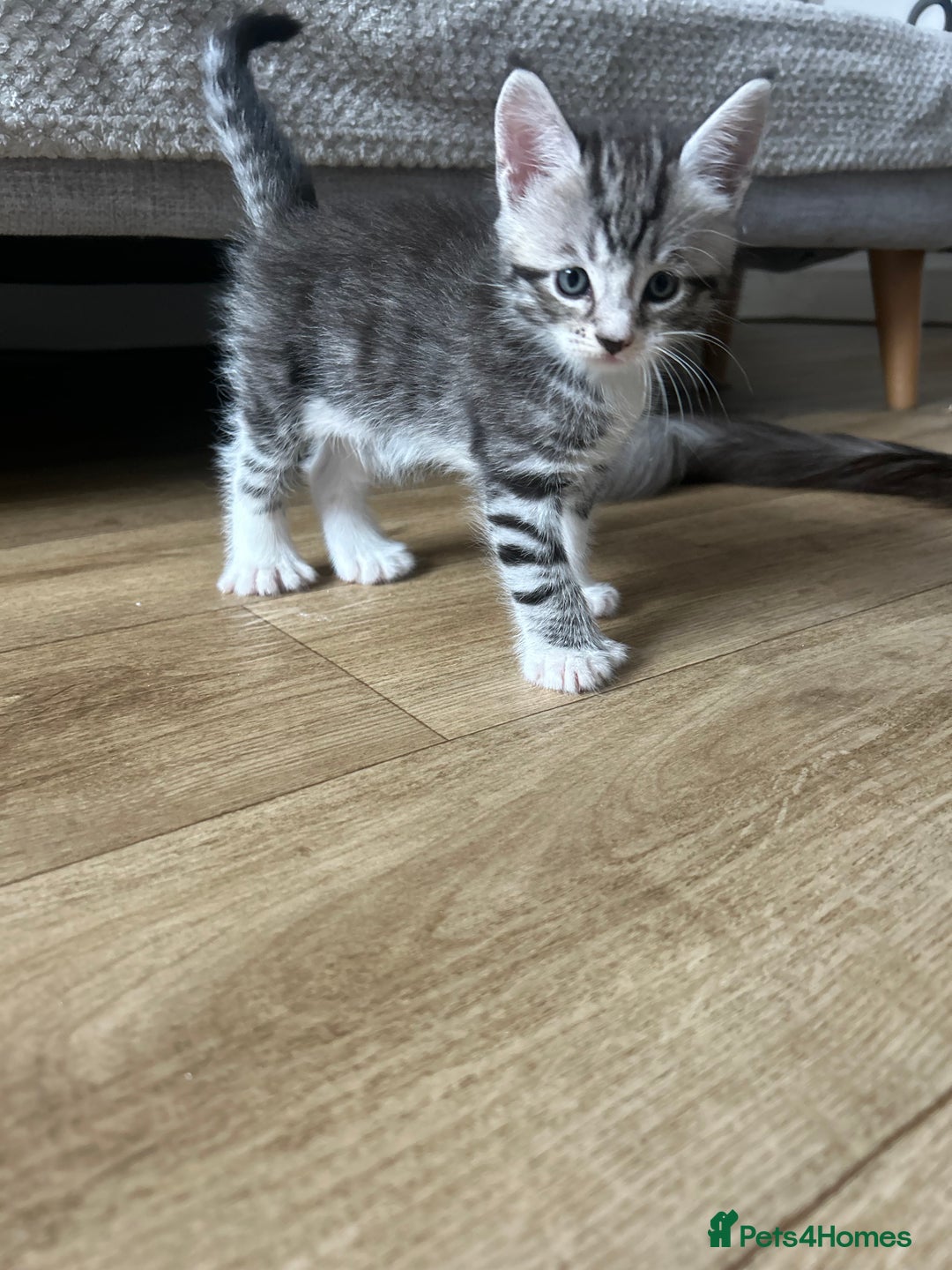 Maine Coon cats for sale: 3/4 mainecoon kittens polydactyl  - Image 12