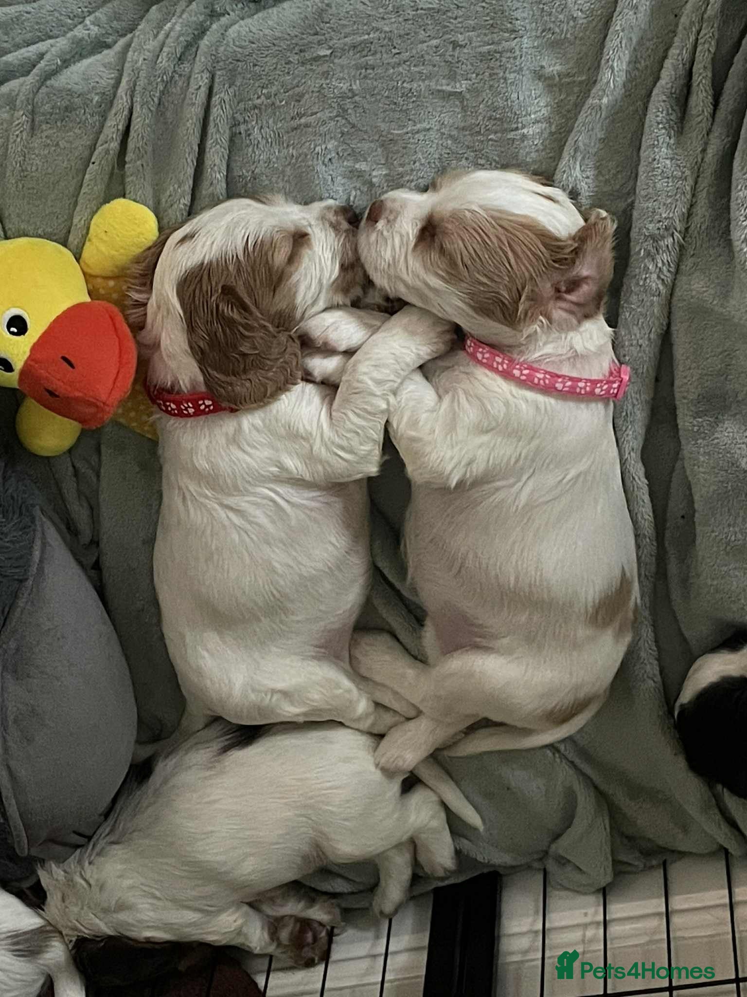 Sprocker dogs Sprocker Spaniel Puppies - Advert 2