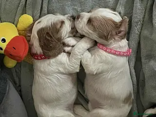 Sprocker dogs Sprocker Spaniel Puppies - Advert 2