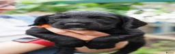Sprocker dogs for sale: Joyful Sprocker Puppies for Sale - Advert 13