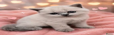 British Shorthair 3