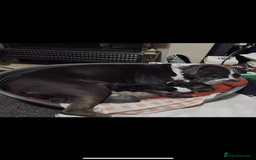 Staffordshire Bull Terrier dogs for sale: Staffy pups carry blue  - Advert 1