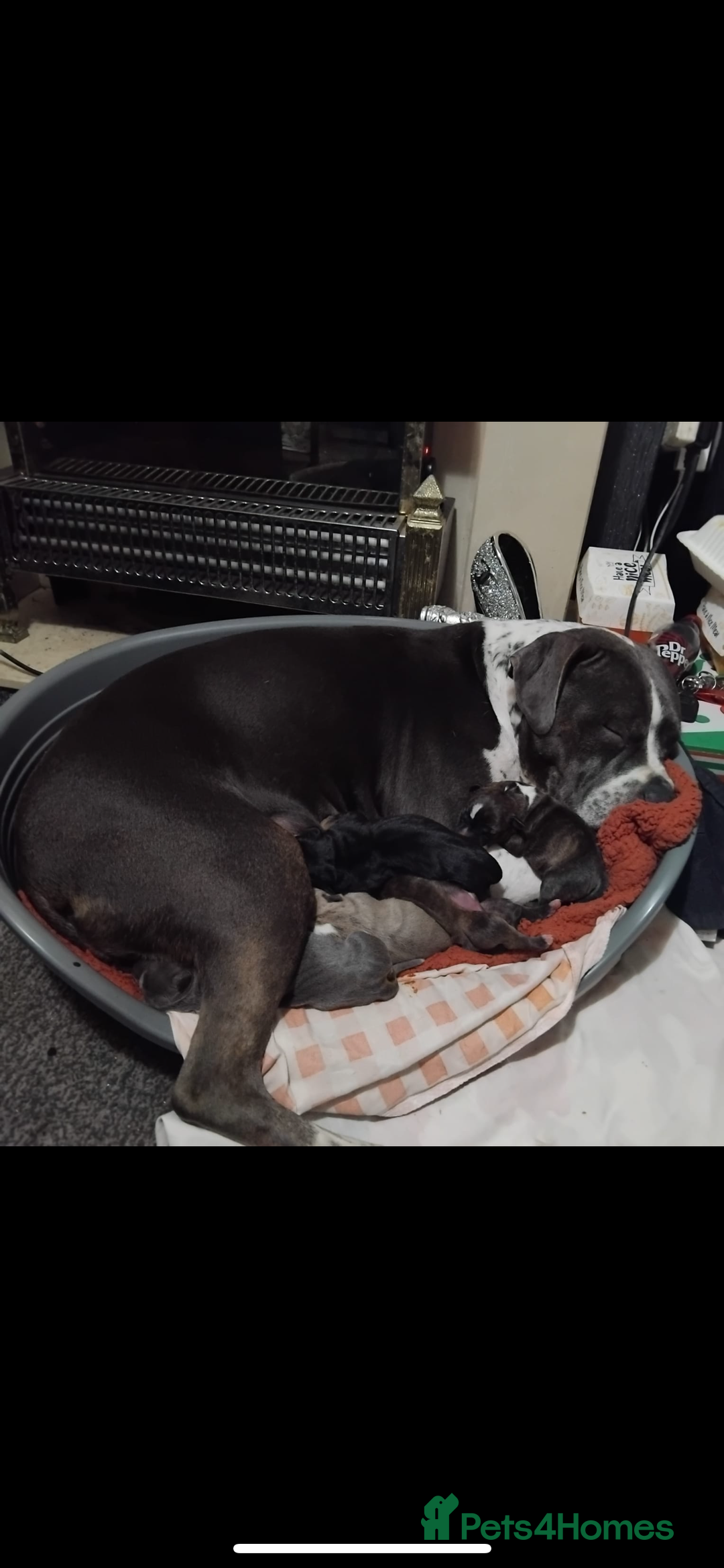 Staffordshire Bull Terrier dogs for sale: Staffy pups carry blue  - Advert 1