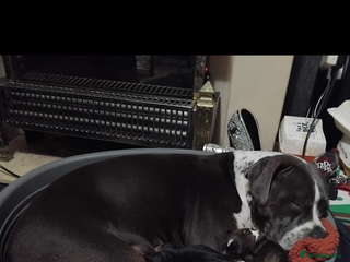 Staffordshire Bull Terrier dogs for sale: Staffy pups carry blue - Advert 1