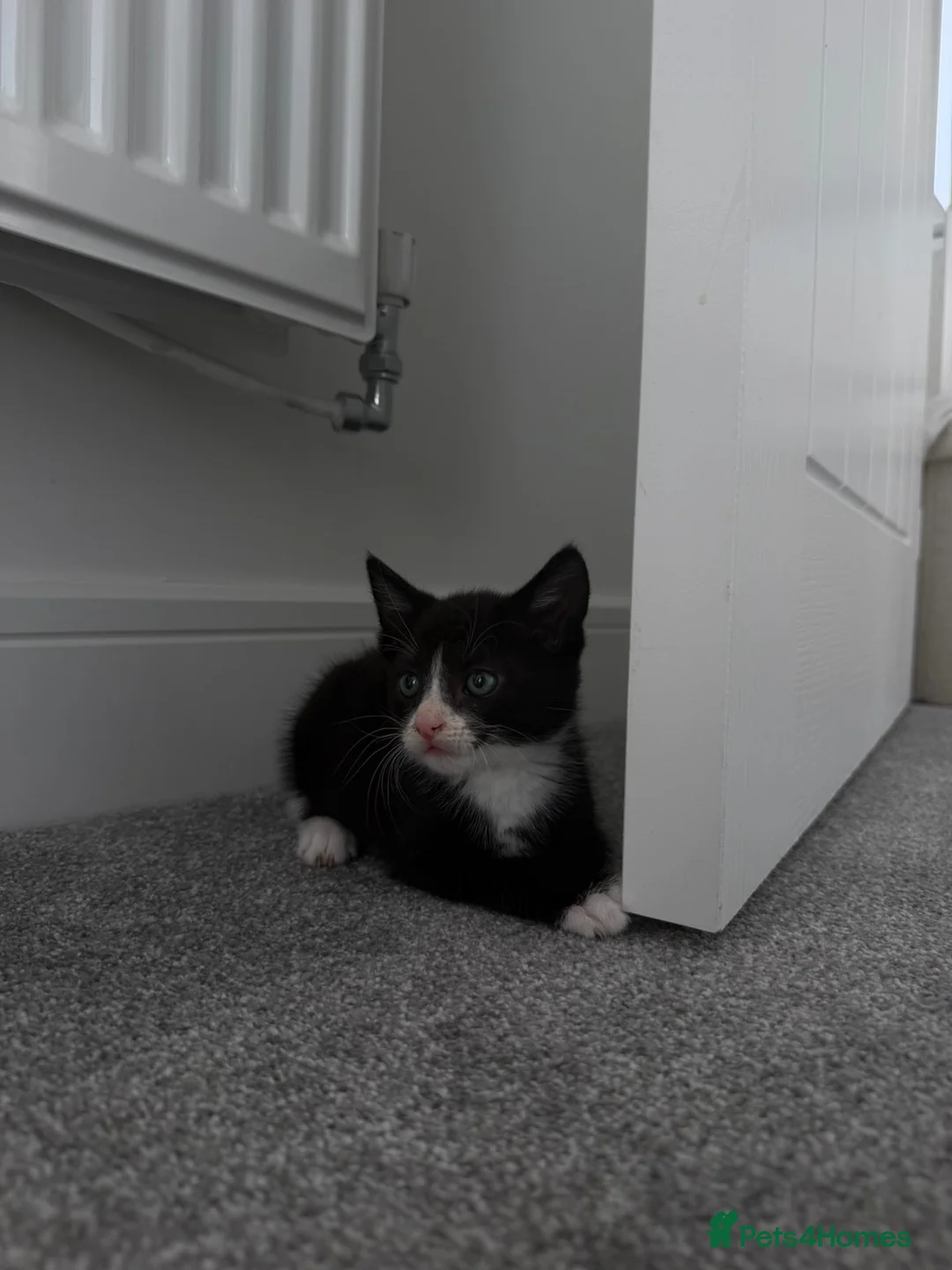 Mixed Breed cats for sale: lovely male kitten for sale  - Advert 5