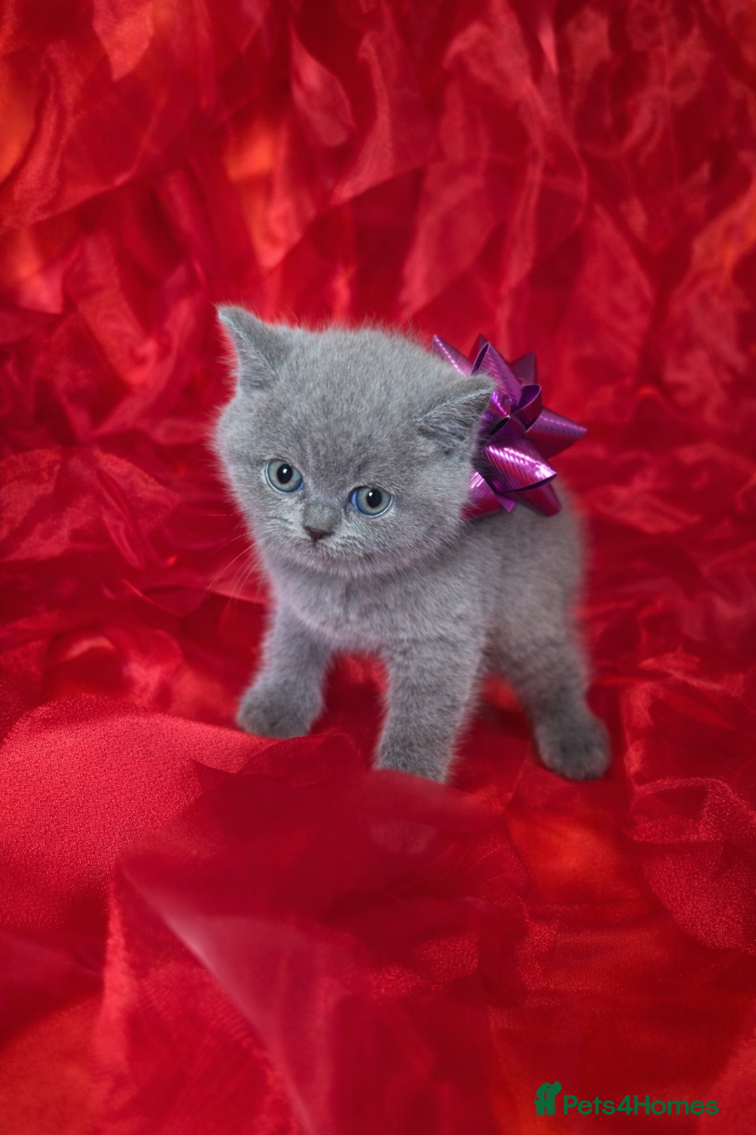 British Shorthair cats for sale: Beautiful British Shorthair Kittens for LovingHome - Advert 4