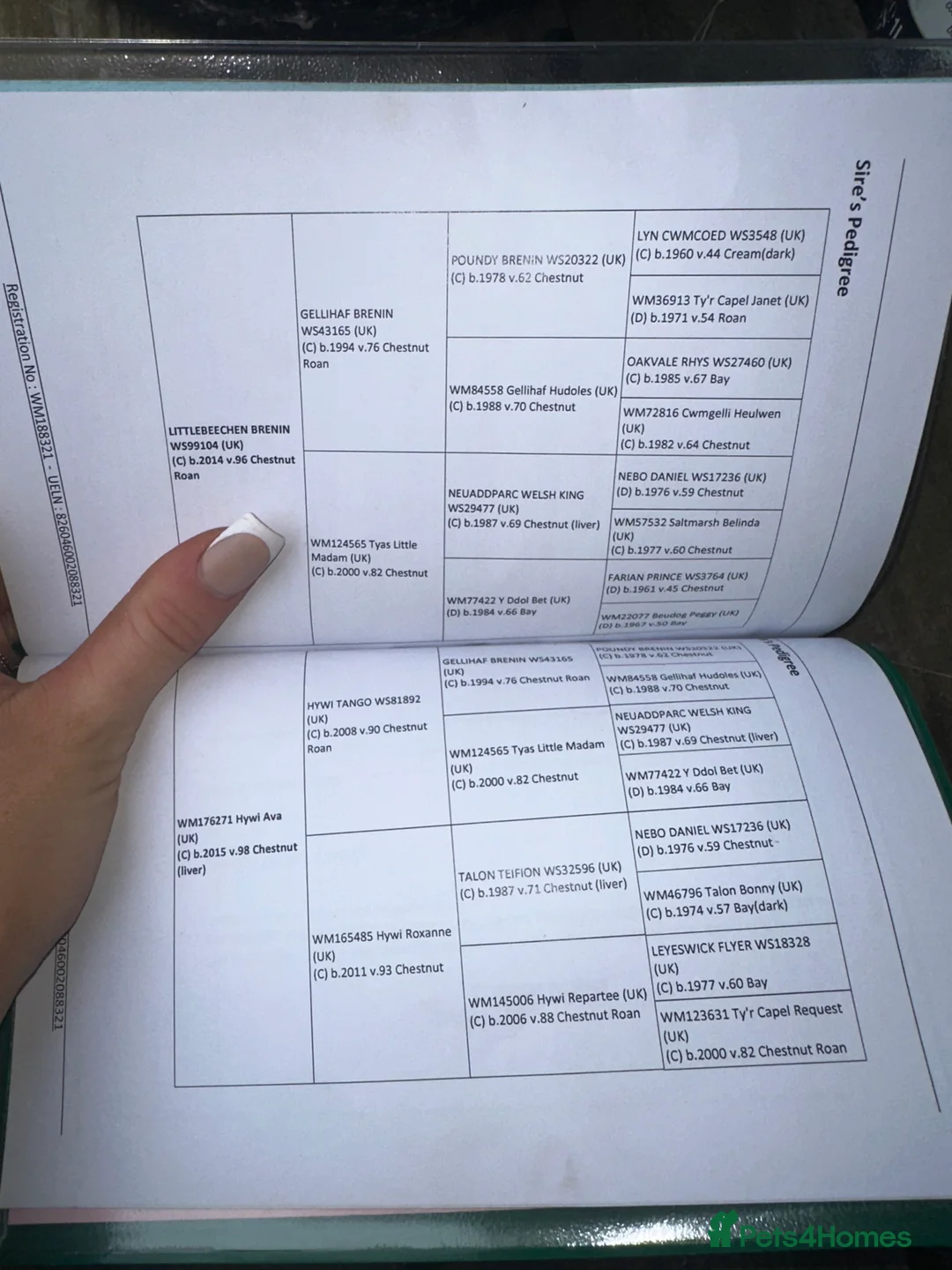 Welsh Section C horses for sale: Talented, flashy 128 pony club/bsja potential.  - Advert 2