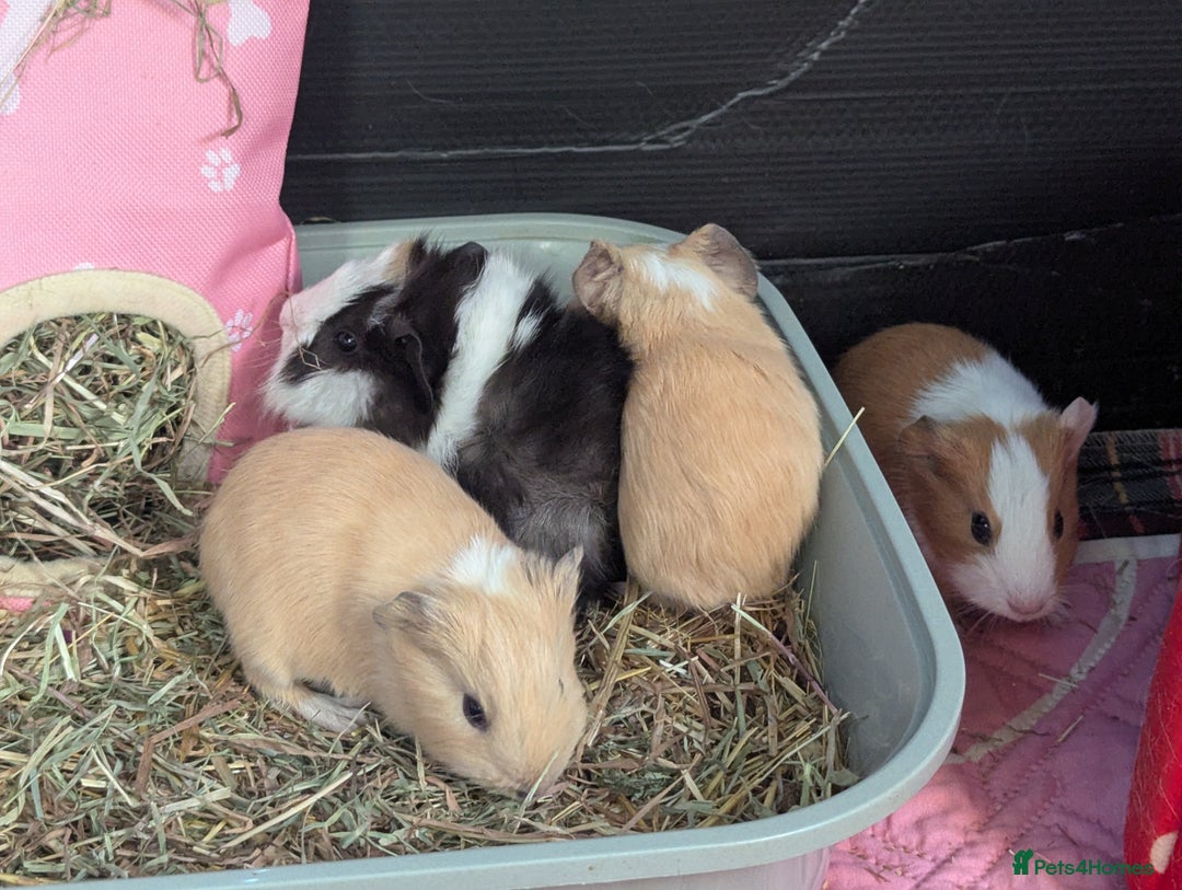 Guinea Pig rodents for sale: Baby guinea pigs  - Advert 3