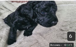 Labradoodle dogs for sale: Rare Roan Ebony Tiny/Mini Labradoodlese Puppies  - Image 27