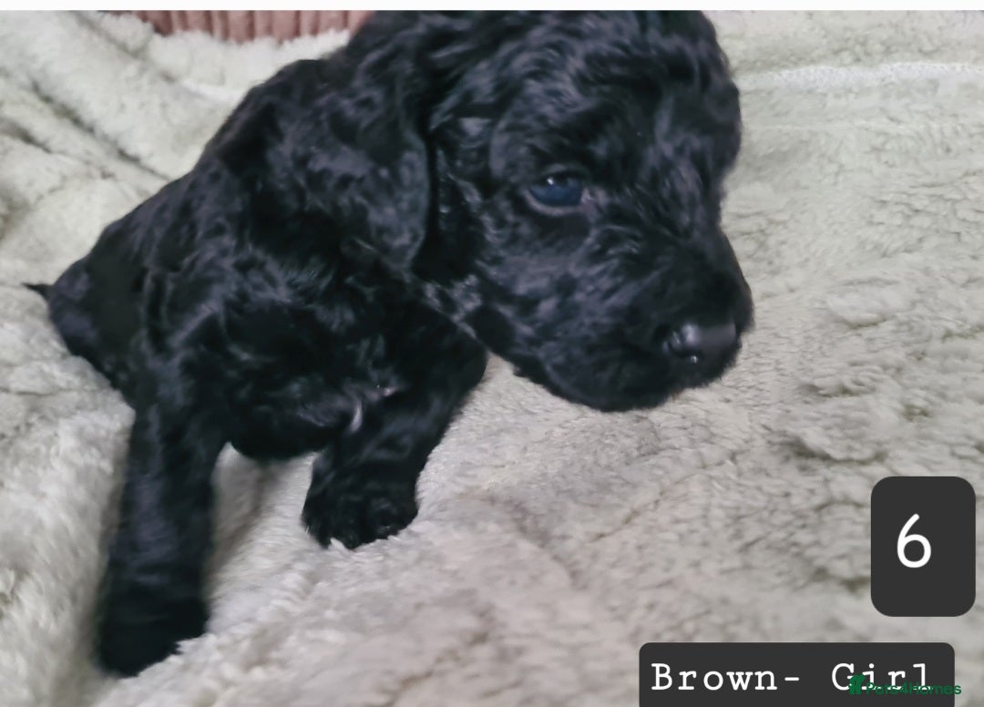 Labradoodle dogs for sale: Rare Roan Ebony Tiny/Mini Labradoodlese Puppies  - Image 27