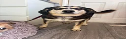 Mixed Breed dogs for adoption: Spritzer - great Ellingham Norfolk  in Attleborough - Advert 9