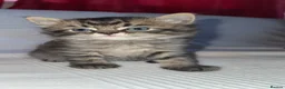 Mixed Breed cats for sale: Beautiful Tabby Kittens Looking for Loving Homes  in Dartford - Advert 9