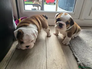 English Bulldog dogs 2🐶KC❗️registered English bulldog puppies✨️🔥 - Advert 10