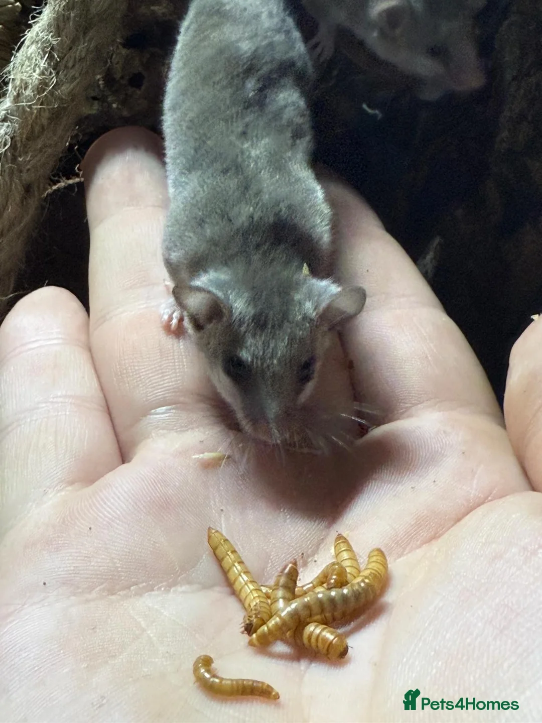 Mouse rodents for sale: Micro squirrels (African Pygmy dormice) in Grimsby - Advert 2