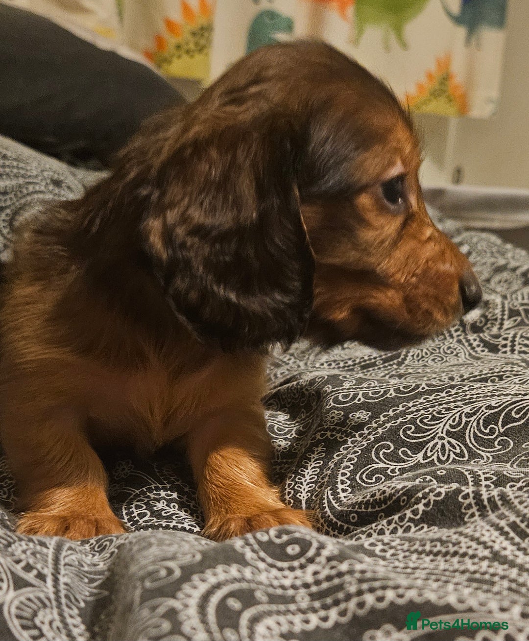 Miniature Dachshund dogs for sale: Longhaired miniature puppies - Advert 5