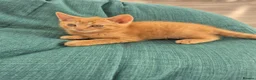 Mixed Breed cats for sale: Kittens Ready for New Homes - Advert 9