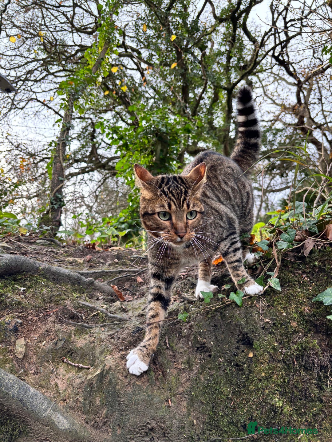 Bengal cats for sale: Beautiful Bengal/Tuxedo Cats  - Image 3