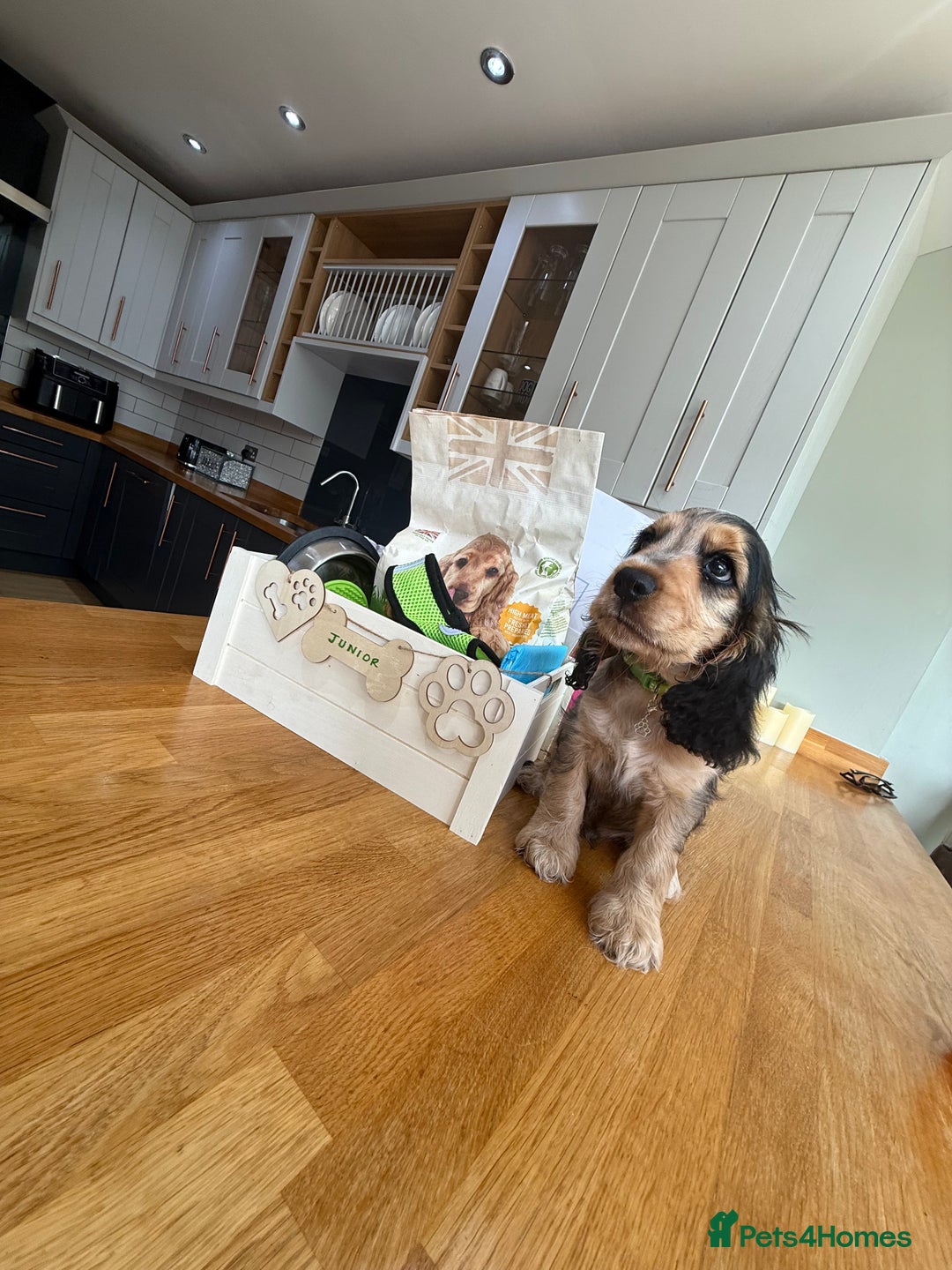Cocker Spaniel dogs for sale: Showtype Cocker spaniel pups KC registered  - Advert 29