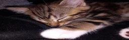 Mixed Breed cats for sale: Tabby female in Bishop Auckland - Advert 8