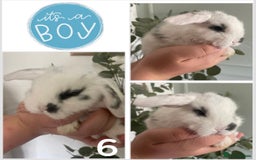 Mini Lop rabbits for sale: Mini lop babies available  - Image 7